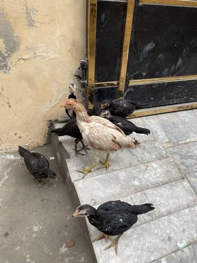 Dragon Thai pair available