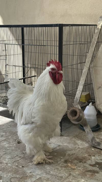 Golden buff roosters for sale
