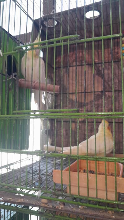 cocktail healthy active pairs