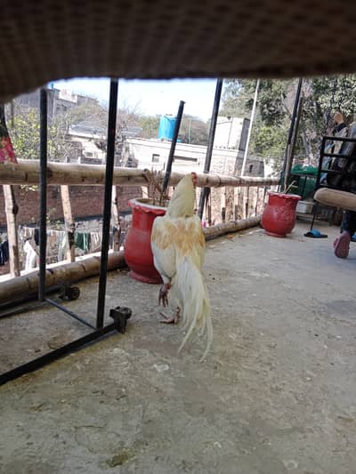 14 months age seal murgah