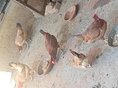 desi mirgiyan eggs de rahi hen