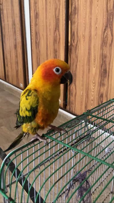 sun conure female tamed