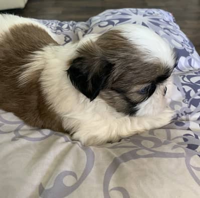 03075273683 Shihtzu male/ female both available