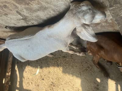 Bakri For sale