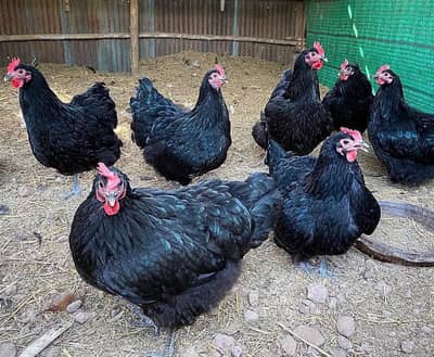 High Quality Australorp