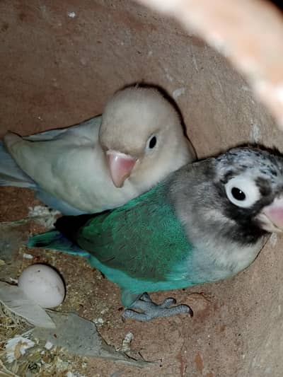 1 lovebird pair+ female