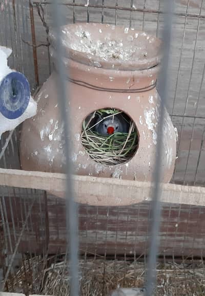 Snow white crested breeder pair
