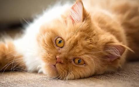 persion triple coat male cat