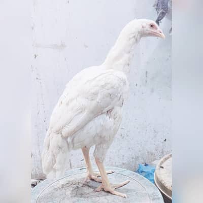 heera aseel 4 months