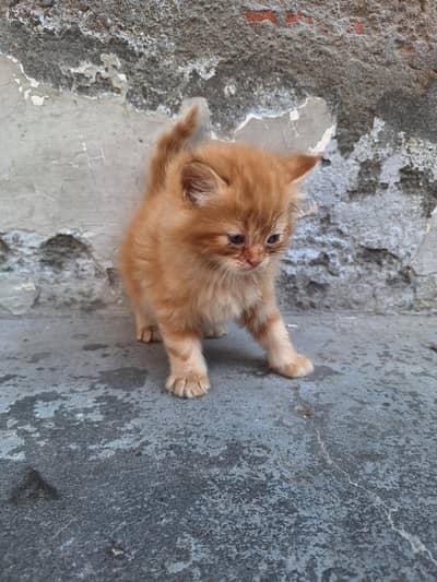 persian cats baby