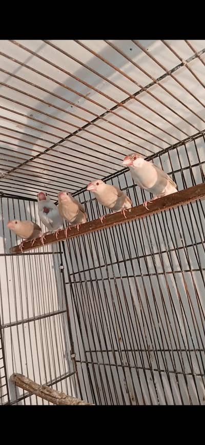 fawn  jawa pathy available