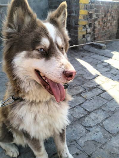 Siberian husky female