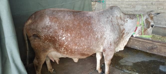 last 3 days pregnant cow