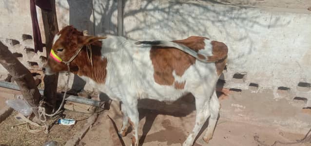 Cow baby for sale