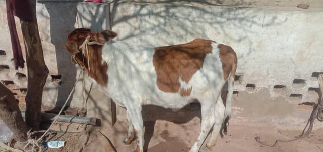 cow baby
