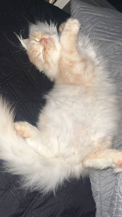 Persian Doll Face Orange Cat