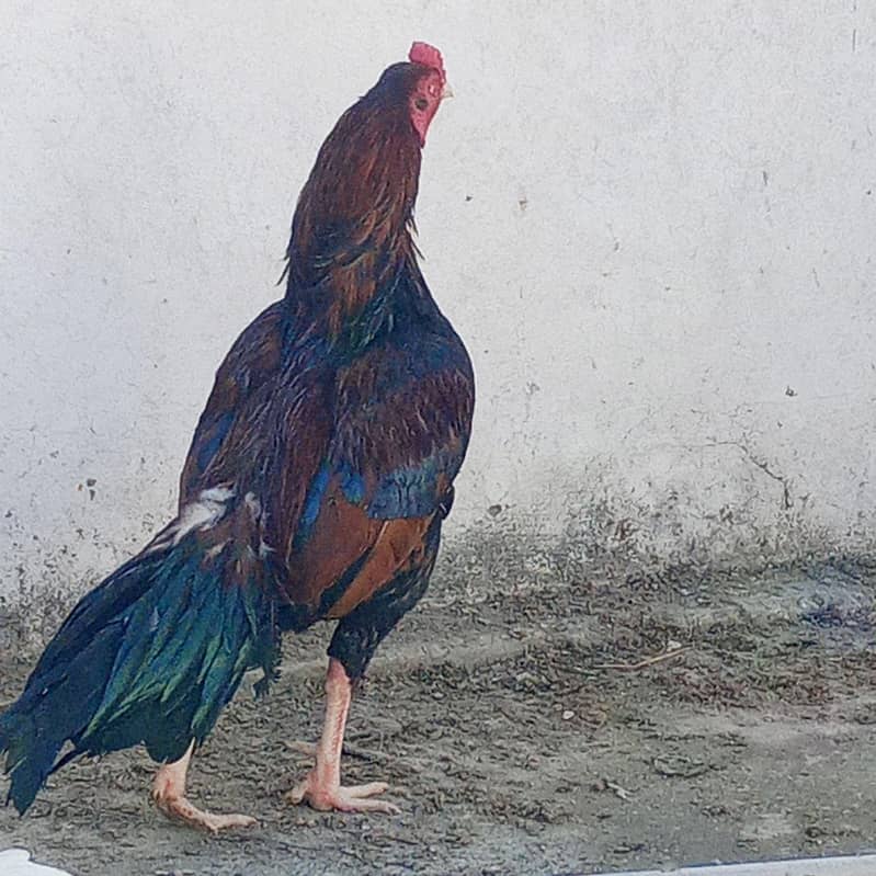 ہائی کوالٹی اصیل 2