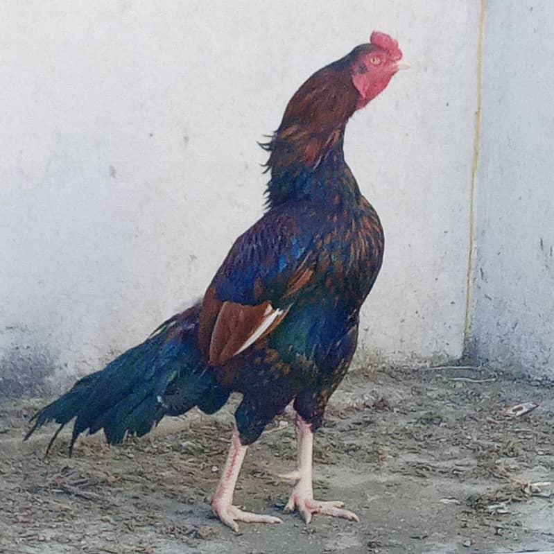 ہائی کوالٹی اصیل 4