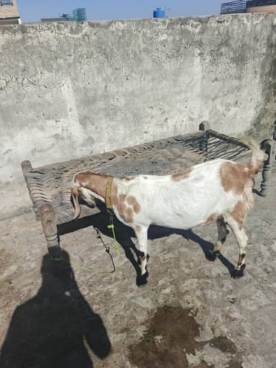 urgent sell for bakri