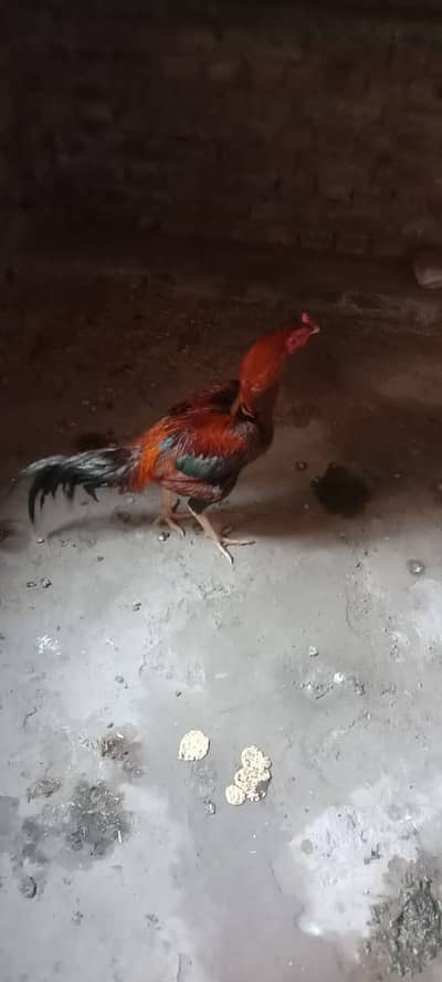 Aseel  Mianwali Male murg for sale out class quality long height
