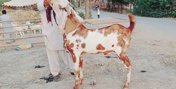 bakra for sale call me 03460423873