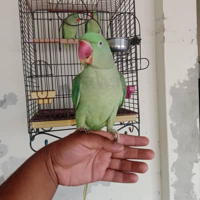 100% Talking handtame raw