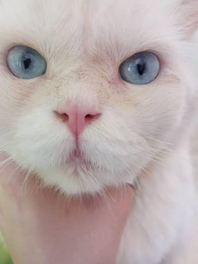 Blue eyes Persian cat Triple coat