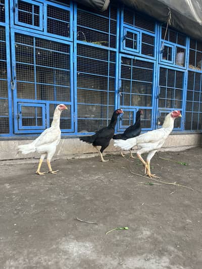 Shamoo white breeder pair or 2 black females for sale