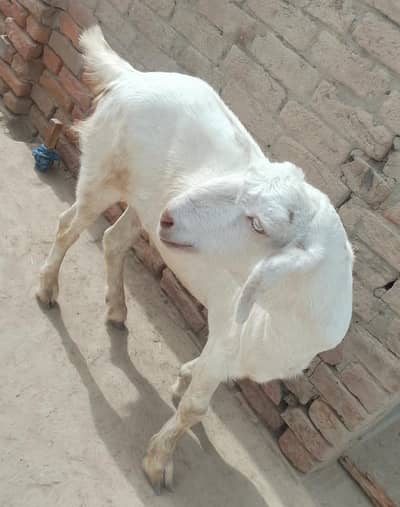 tadi Bakra for sale contact WhatsApp 0325.1353. 103