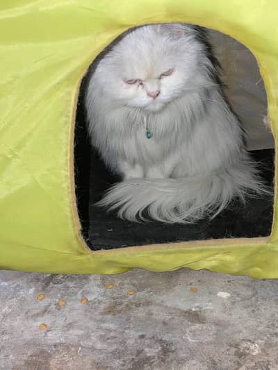 2 fimal for sell 1 odd eye Hy haldi aktif hy