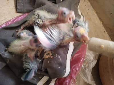 pearl cinimon coctail chicks