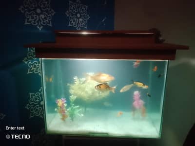 fish Aquarium