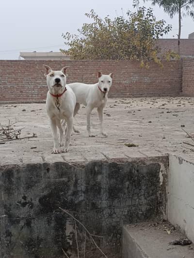 kohati guiltair pair price