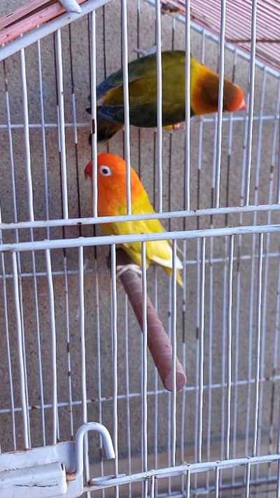 Love birds Pale Fellow