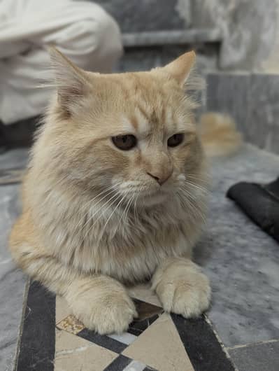 Triple Coat Persian Cat | 9 Months | Vacinated + Free Cage&Litter