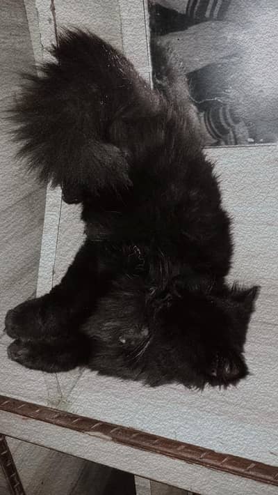 Persian black and brown check