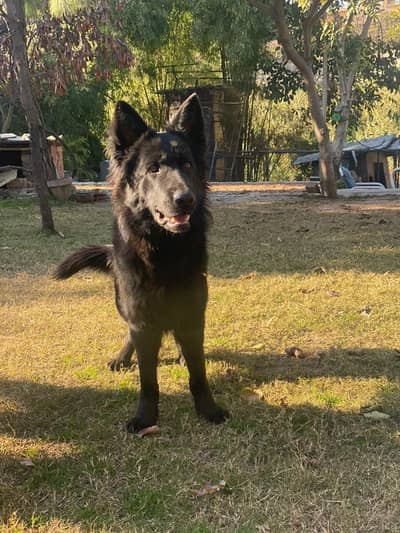 Pink pedigree Imported blood line female