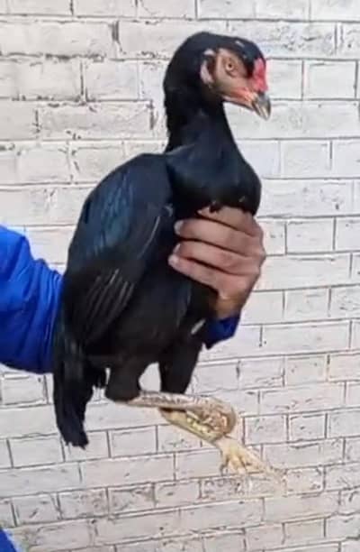 full Mushki aseel madi