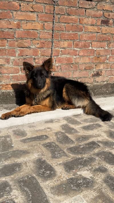 Proper long coat german shepherd puppy