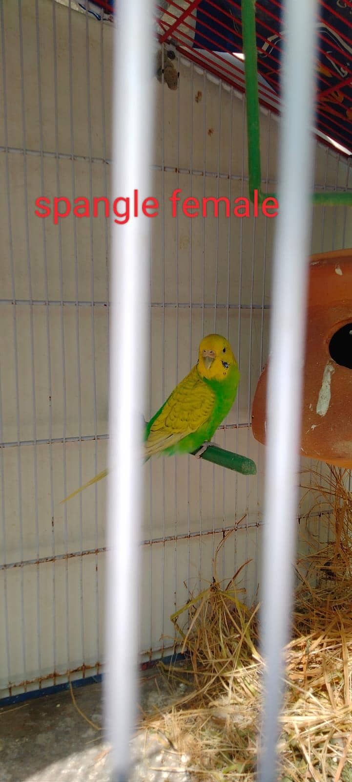UnderSize Budgies 3
