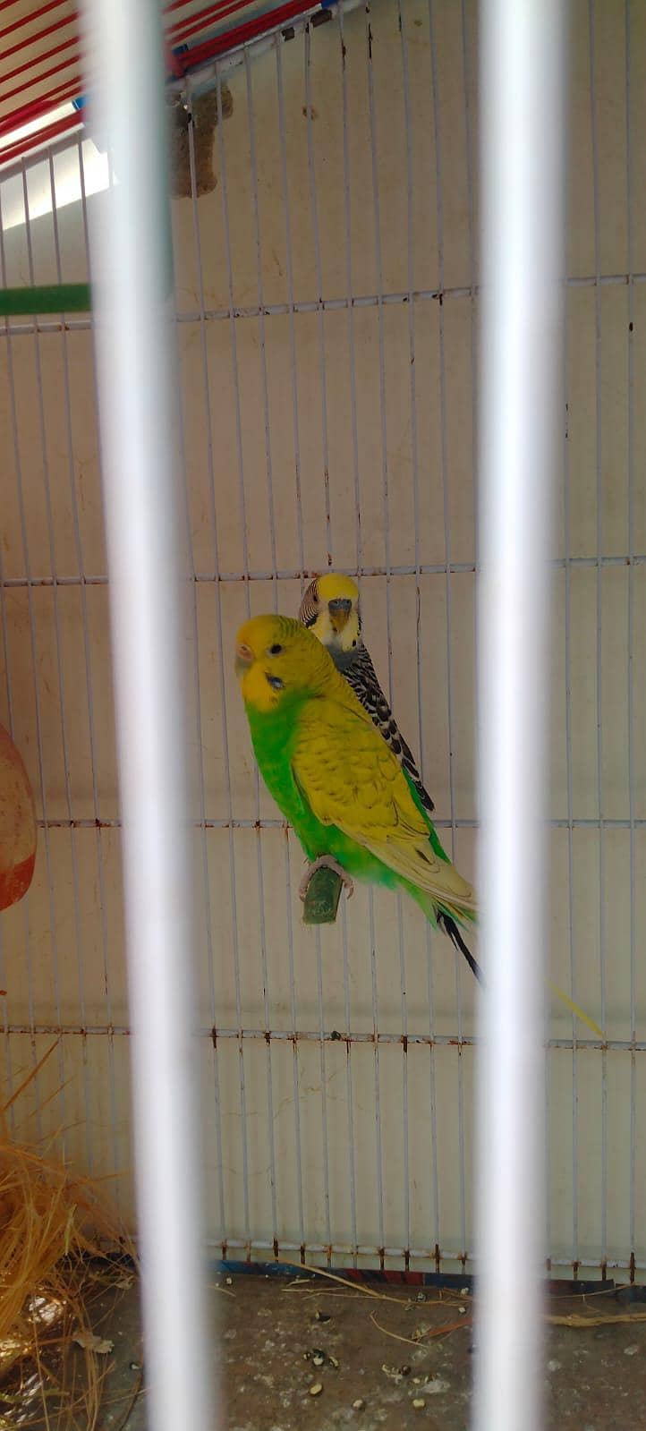 UnderSize Budgies 4