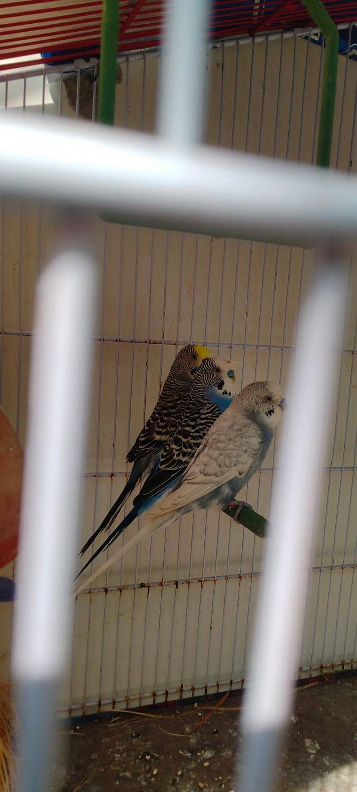 UnderSize Budgies 7