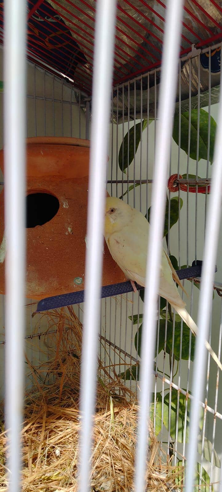 UnderSize Budgies 10