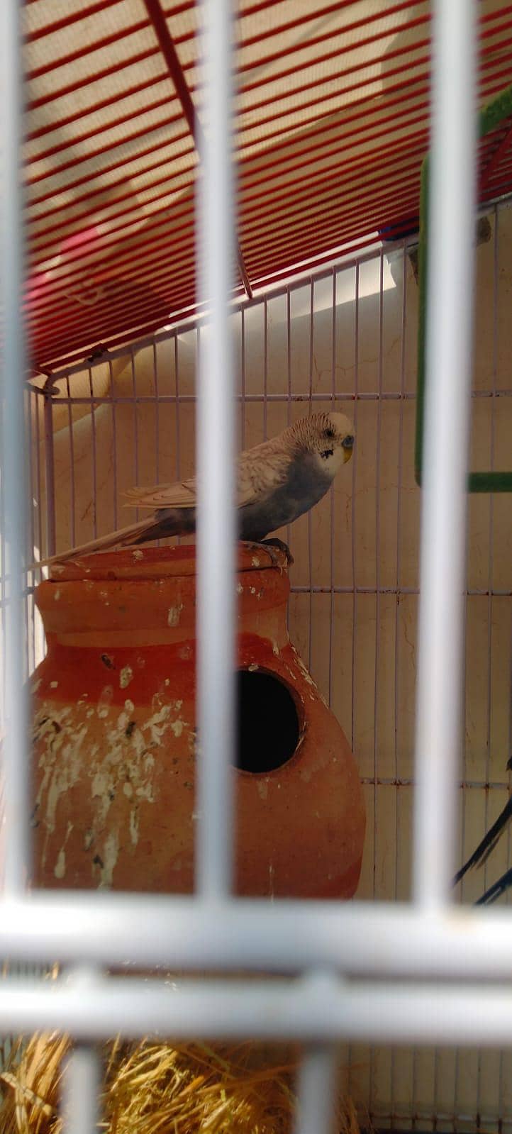 UnderSize Budgies 11