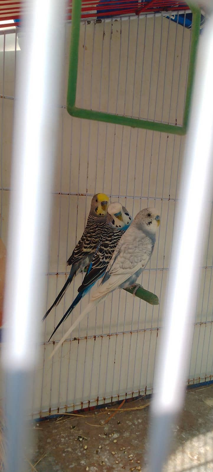 UnderSize Budgies 12
