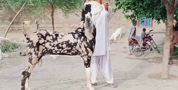 Bakra urgent sale call me 03460423873