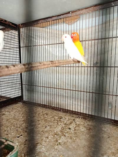 love birds