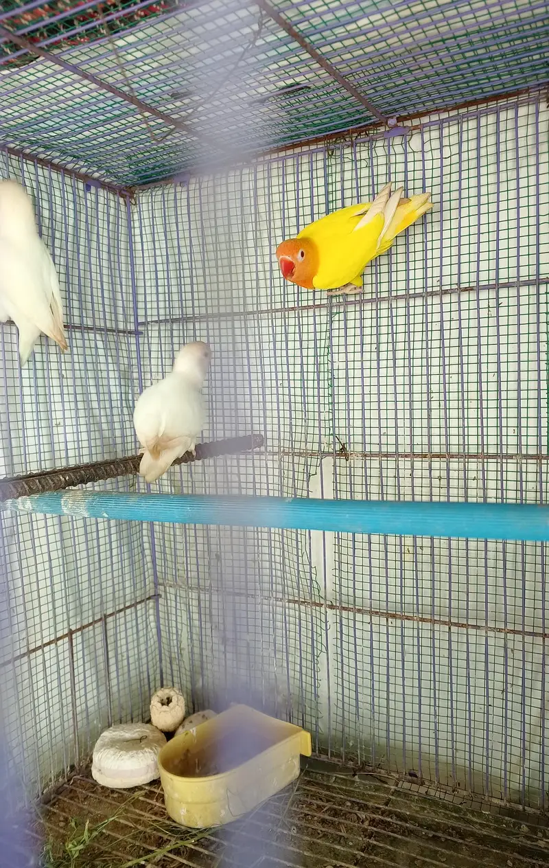 love birds — photo 2