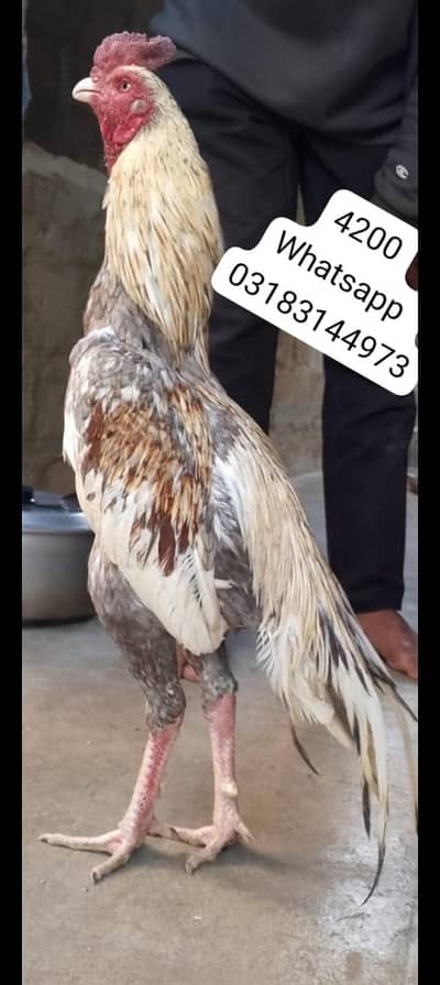 aseel murga | aseel murgi | murga | aseel