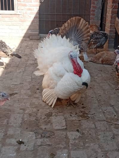 Turkey eggs  for sale